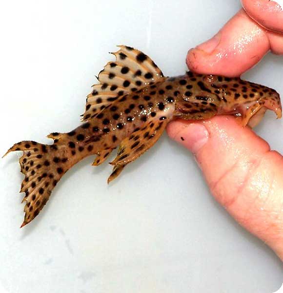 L172 - Golden Hederon Vampire - 3"